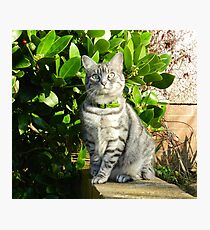 Springtime adventurer! Photographic Print