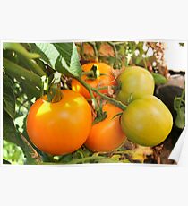 Mellow Yellow...Tomatoes kissed by the Sun Poster