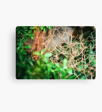 Slow Decay Canvas Print