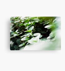 Tranquil Afternoon Canvas Print