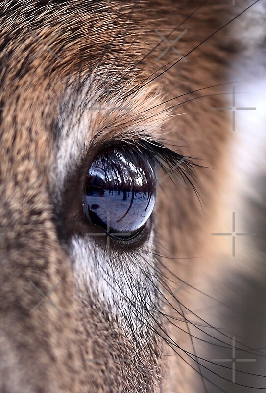deer with hairy eyeballs