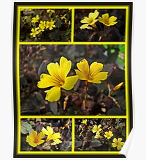 Yellow Oxalis - Oxalis spiralis vulcanicola Poster