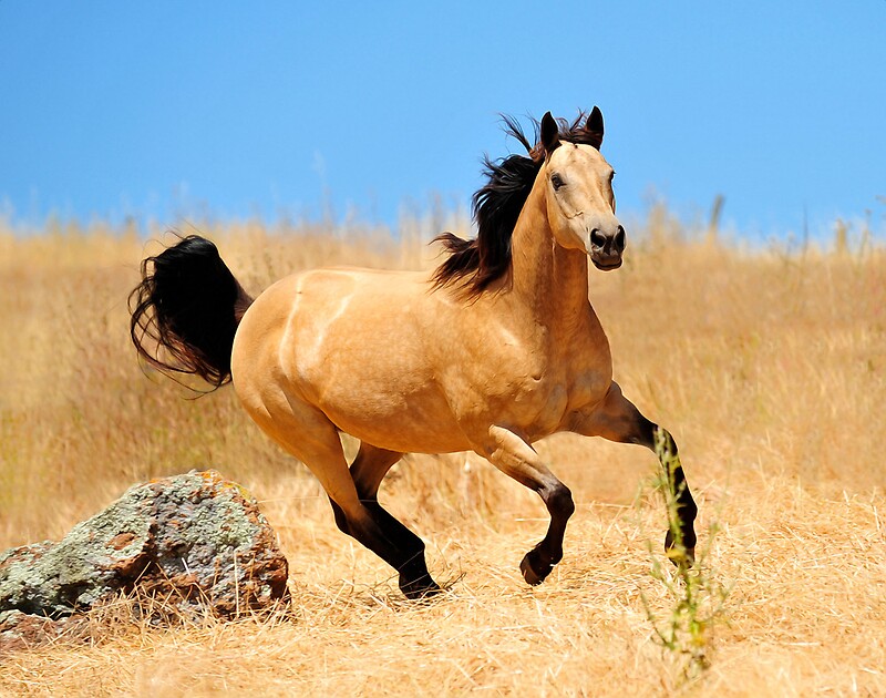 "The Buckskin" by Lover1969 | Redbubble