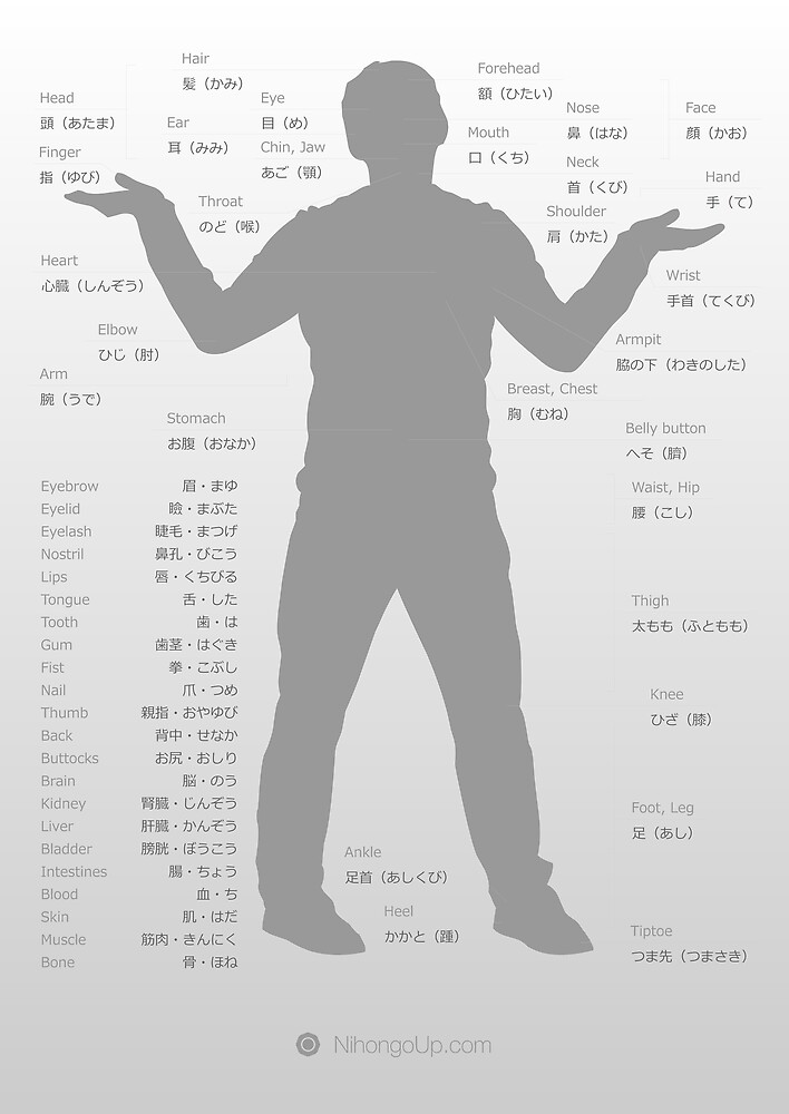 "Japanese body parts cheat sheet & poster" by Philip Seifi Redbubble