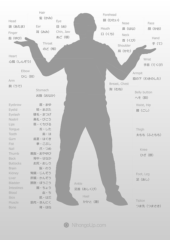 "Japanese body parts cheat sheet & poster" by Philip Seifi Redbubble