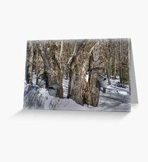Sugaring Season 2013 Greeting Card