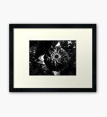 Superb Zinnia Framed Print