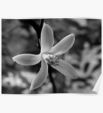 Póster Orange Blossom Special