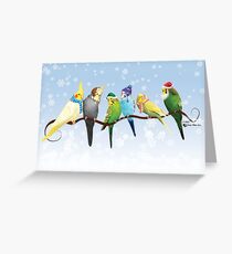 Winter Parakeets & Cockatiels Greeting Card
