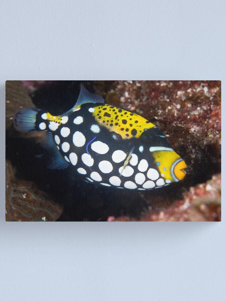Alternate view of Clown triggerfish Canvas Print