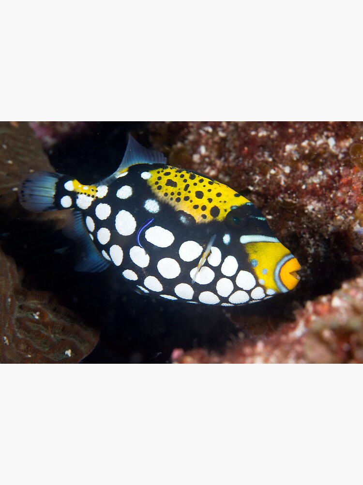 Clown triggerfish by DavidWachenfeld