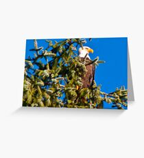 Bald Eagle Greeting Card