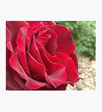 Rosa Rosenthal Photographic Print