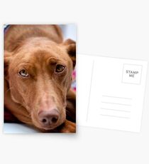 A pharoah's gaze Postcards