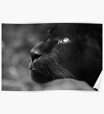 Panther Poster