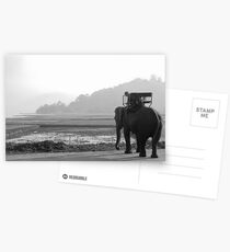 Elephant At Lake Postcards