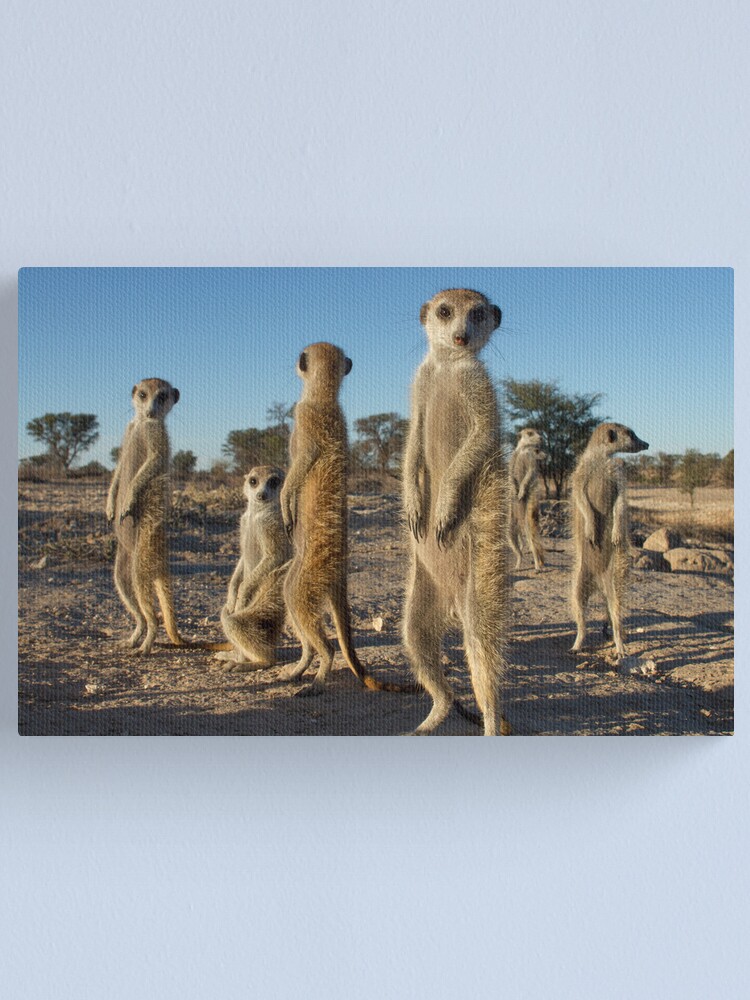 Alternate view of Meerkat morning Canvas Print