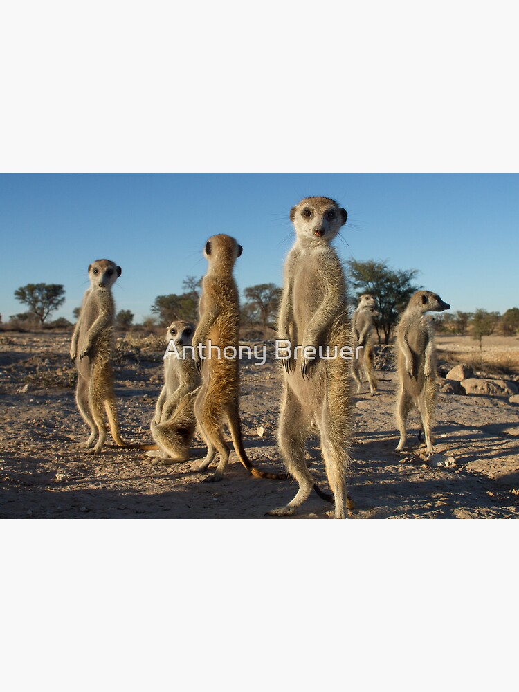 Meerkat morning by dailyanimals