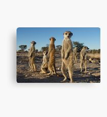 Meerkat morning Canvas Print