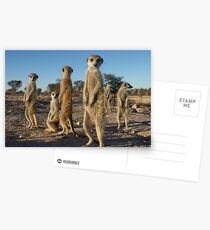 Meerkat morning Postcards
