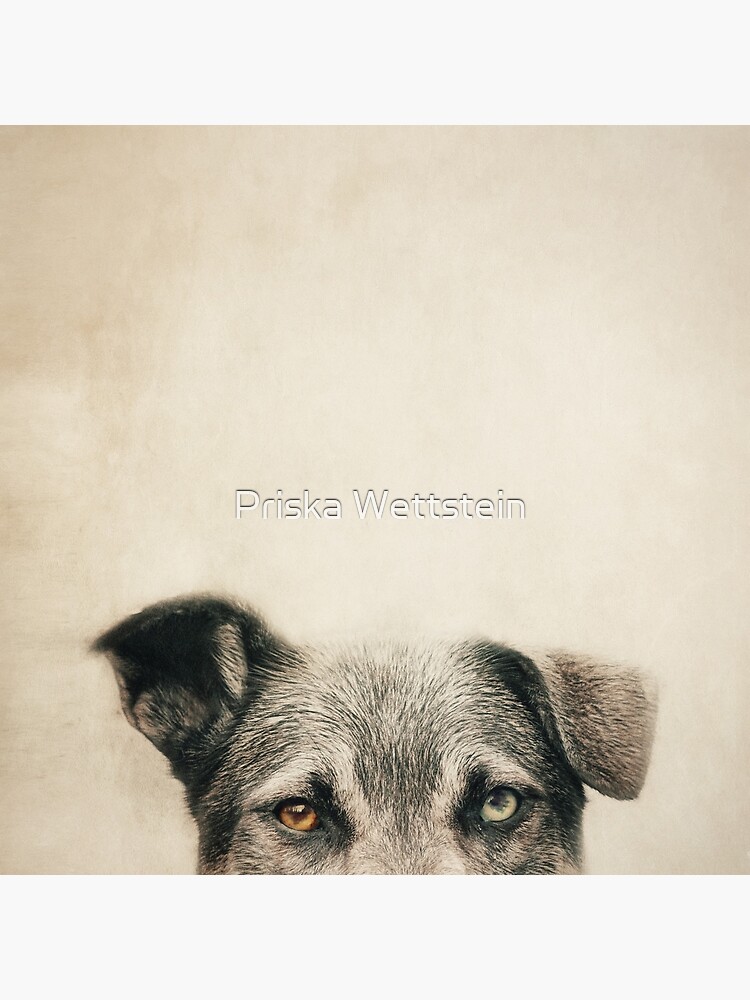 Half Dog by Mirror