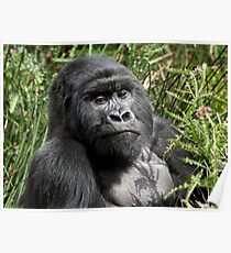 Wild Mountain Gorilla Poster