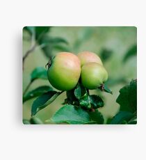 Lienzo Reddening Apples on a Tree