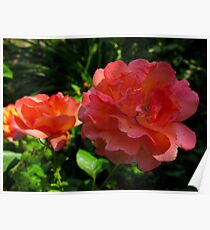 Vibrancy in coral Poster