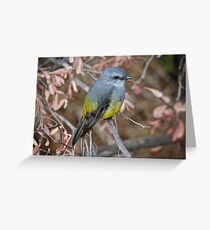 Western Yellow Robin Greeting Card