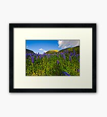 Spring Lupens Framed Print