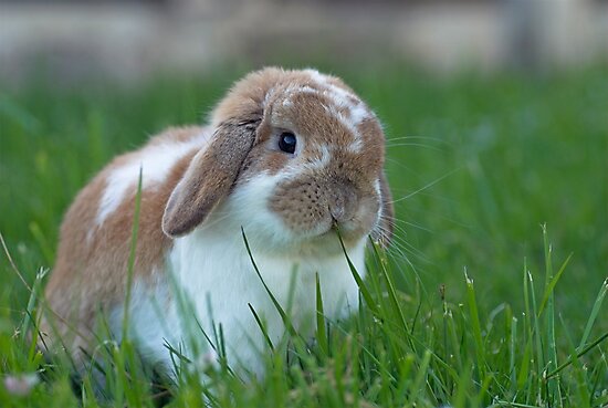 “Brown and White Holland Lop Rabbit Munching on Grass” Photographic