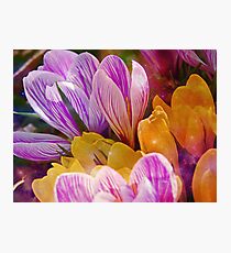 Spring Blossoms Photographic Print