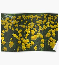 Yellow Daffodil Field Poster