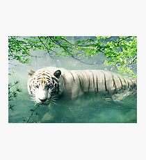 Lonely Tiger 2 Photographic Print