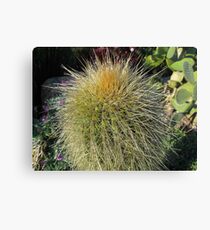 Prickly Cactus Close up Canvas Print