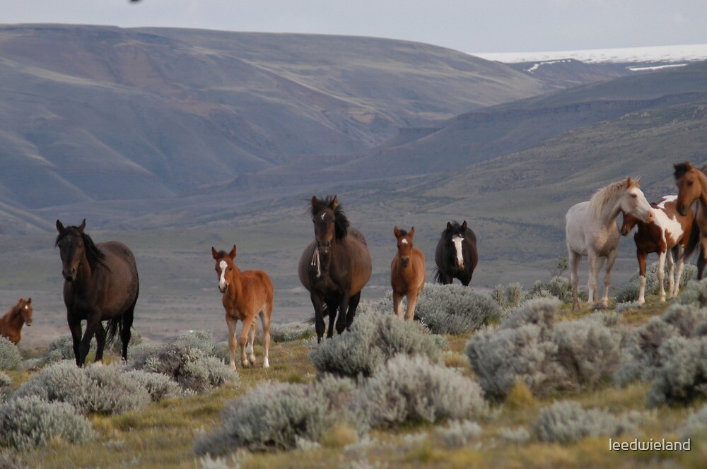 "Wild Horses of Patagonia" by leedwieland | Redbubble