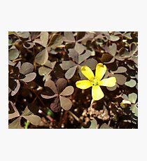 Shining Brightly Photographic Print