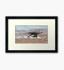 Peregrene Falcon Framed Print