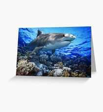 TIGER SHARK Galeocerdo cuvier (POSTER VERSION) Greeting Card