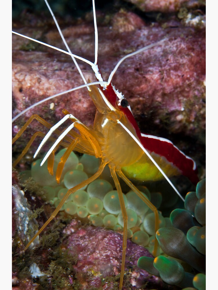 Whiskers by DavidWachenfeld
