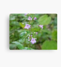 Gulf Penstemon Leinwanddruck