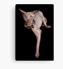Sphynx Cat Canvas Print