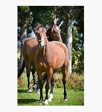 Cautious Photographic Print