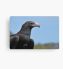 Regal Raptor Canvas Print