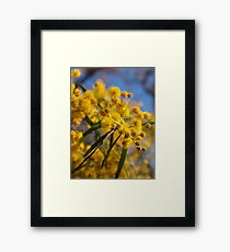 Wattle Framed Print