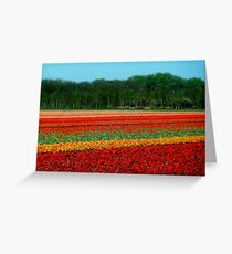 Tulip Field. Greeting Card