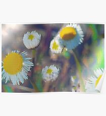 Crystal daisies Poster