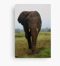 Close Encounter Canvas Print