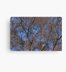 Tracery Canvas Print