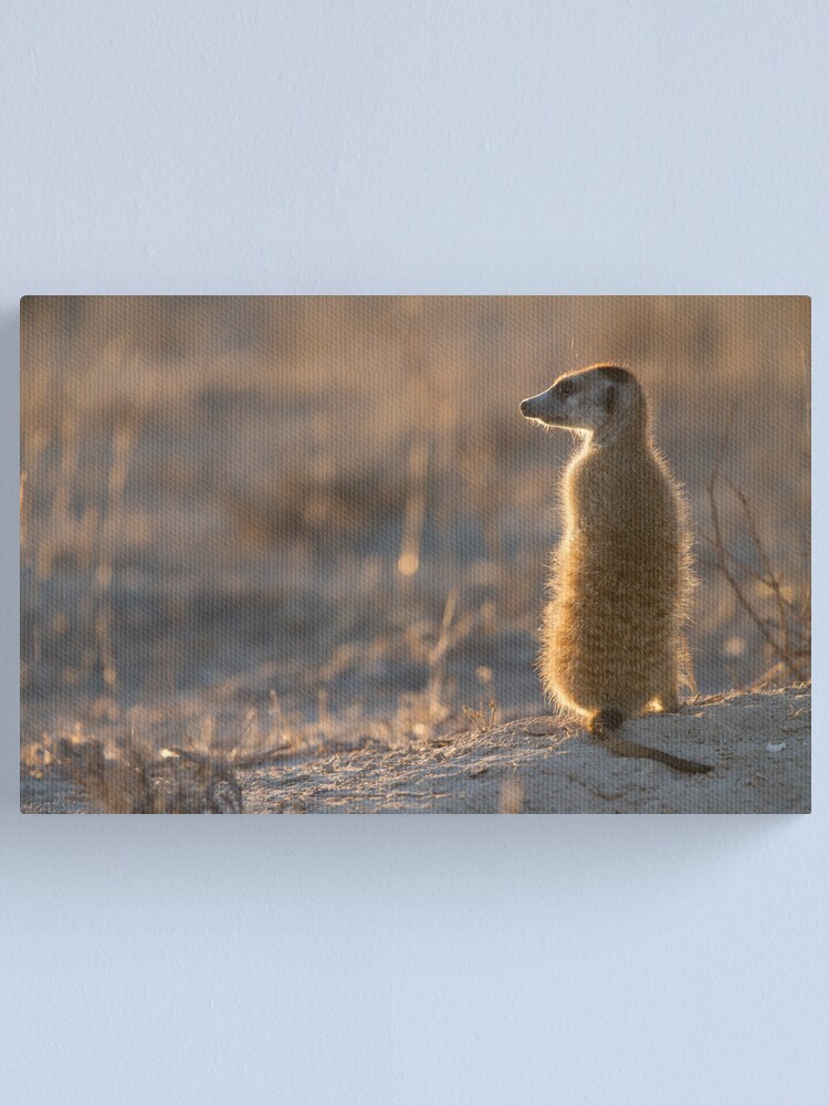 Alternate view of Newly dominant Canvas Print